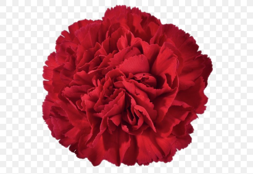 Carnation Cut Flowers, PNG, 616x562px, Carnation, Cabbage Rose, Cut Flowers, Dianthus, Flower Download Free