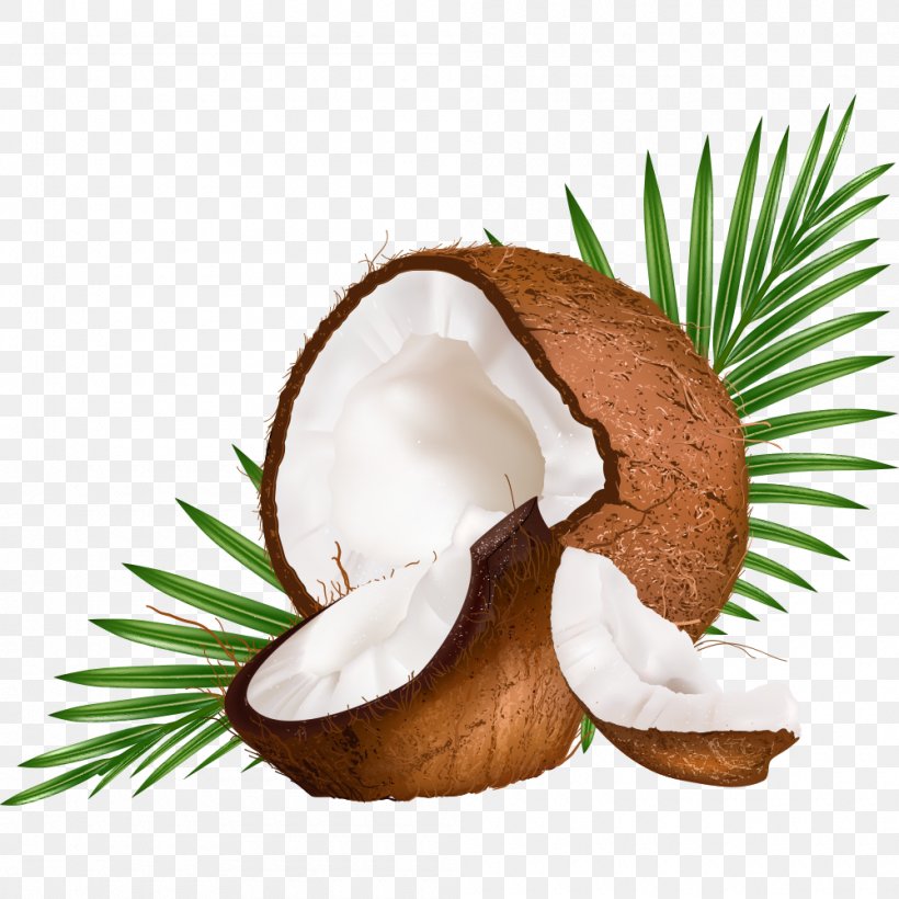 Coconut Milk Coconut Water Euclidean Vector, PNG, 1000x1000px, Coconut Milk, Arecaceae, Coconut, Coconut Water, Stock Photography Download Free
