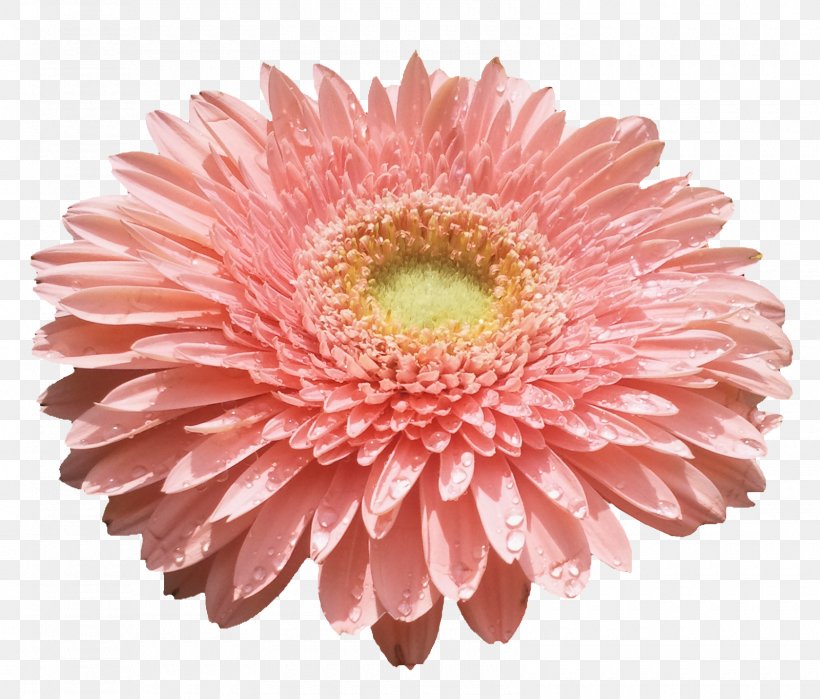 Daisy Flowers Emoji Copy And Paste | Best Flower Site