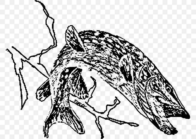 Northern Pike Drawing Line Art, PNG, 773x579px, Northern Pike, Art, Artwork, Black And White, Carnivoran Download Free