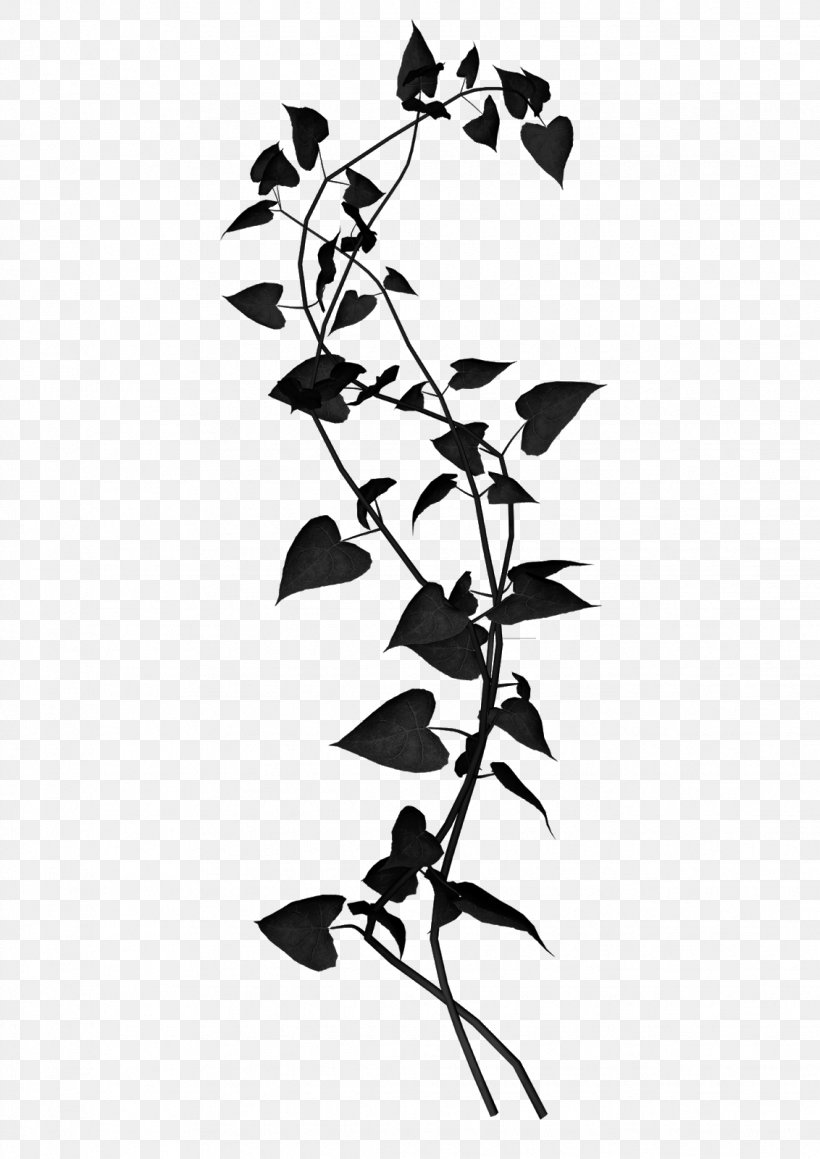 Clip Art Vector Graphics Free Content Image, PNG, 1132x1600px, Picture Frames, Blackandwhite, Botany, Branch, Drawing Download Free