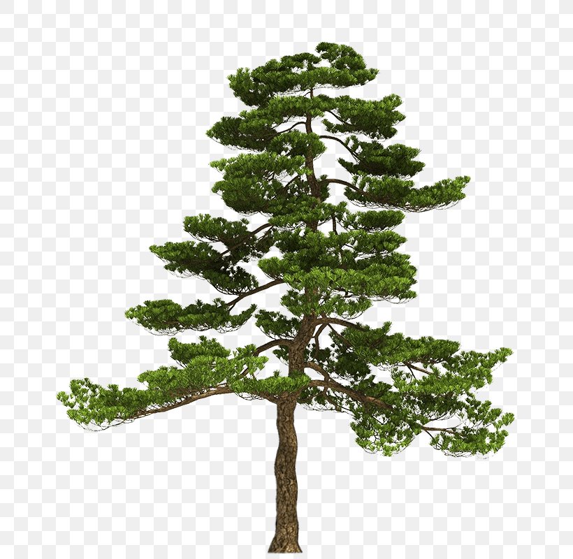Tree Bonsai 3D Modeling Image Pinus Parviflora, PNG, 755x800px, 3d Computer Graphics, 3d Modeling, Tree, Architectural Rendering, Autodesk 3ds Max Download Free