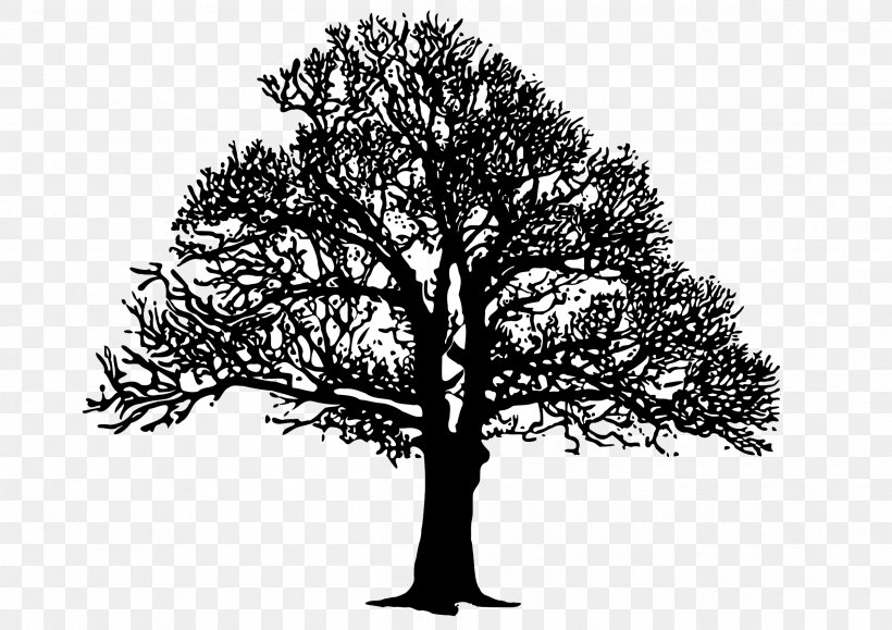 Tree Clip Art, PNG, 2400x1697px, Tree, Art, Black And White, Branch, Drawing Download Free