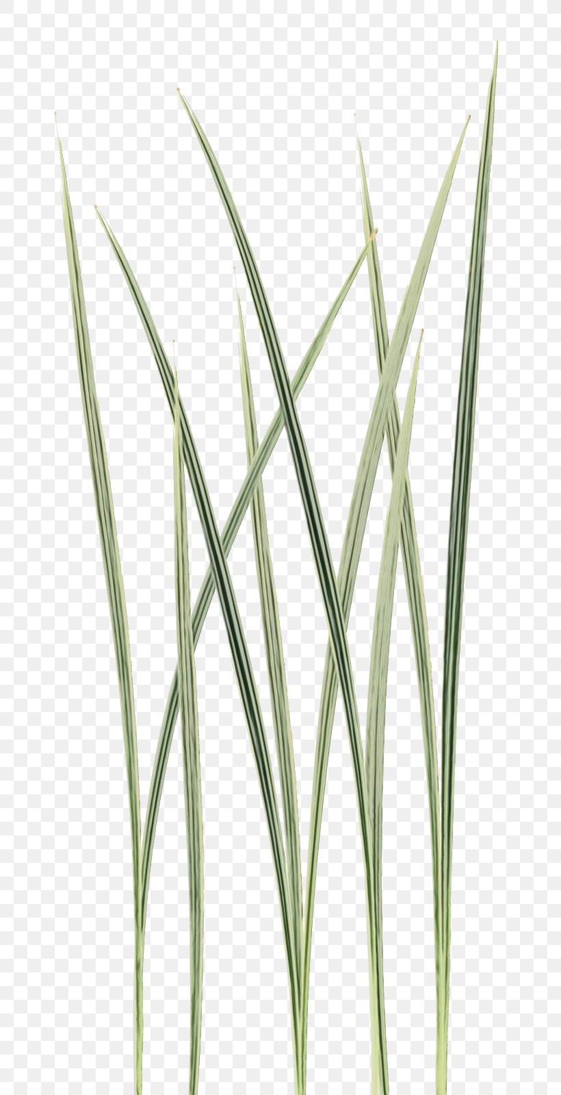 Grass Background, PNG, 682x1599px, Sweet Grass, Chrysopogon, Commodity, Flower, Grass Download Free