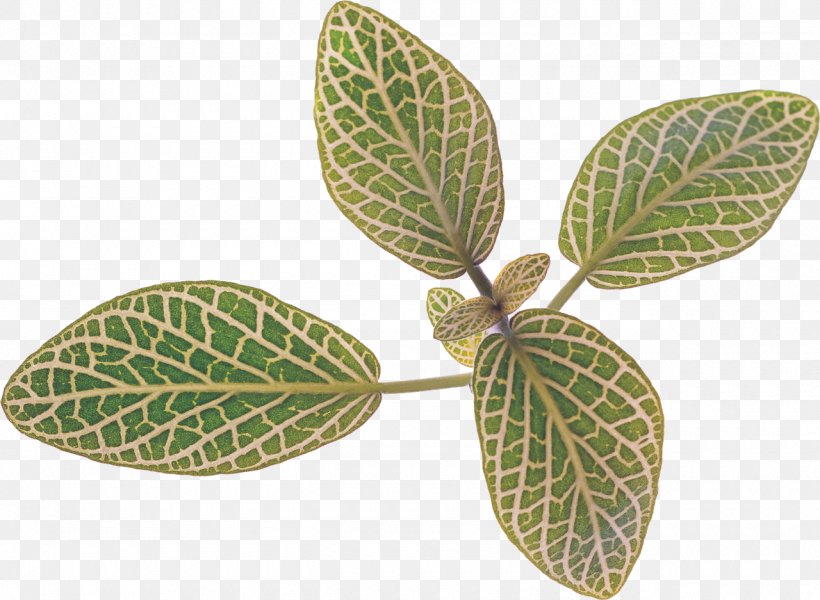 Leaf Bladnerv Plant Information, PNG, 1280x937px, Leaf, Bladnerv, Data, Ejaculation, Information Download Free