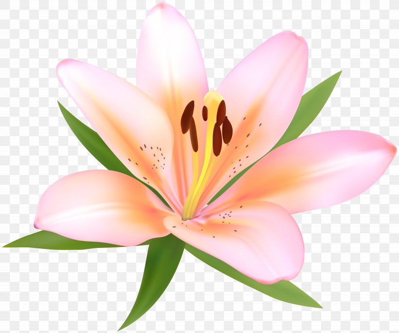 Lilium Lily Of The Incas Clip Art, PNG, 8000x6691px, Lilium, Art, Close Up, Drawing, Floral Design Download Free
