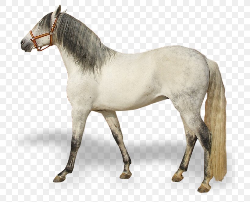 Mustang Pony Rein Stallion Andalusian Horse, PNG, 722x662px, Mustang, Andalusian Horse, Animal Figure, Bridle, Colt Download Free