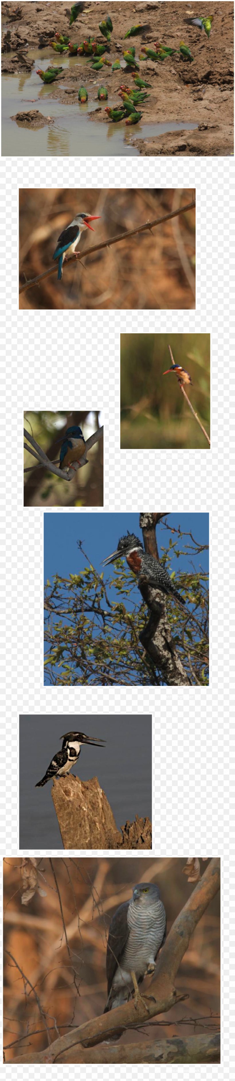 Patagonia Zambia Easter Island Bird Argentina, PNG, 1000x4596px, Patagonia, Argentina, Bird, Easter Island, Fauna Download Free