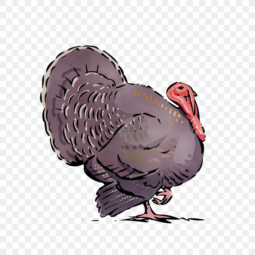 Turkey Wild Turkey Bird Cartoon Beak, PNG, 3000x3000px, Watercolor, Animation, Beak, Bird, Cartoon Download Free