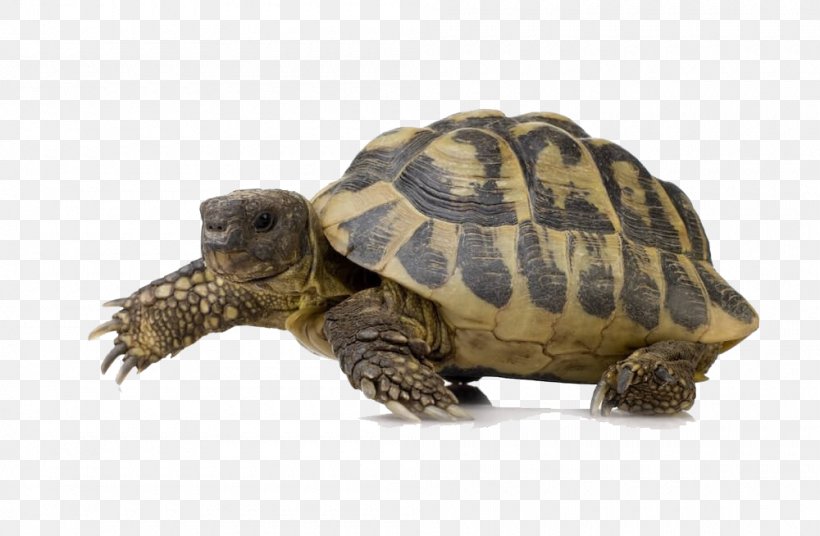 Turtle Reptile, PNG, 1000x654px, Turtle, Box Turtle, Chelydridae, Common Snapping Turtle, Display Resolution Download Free