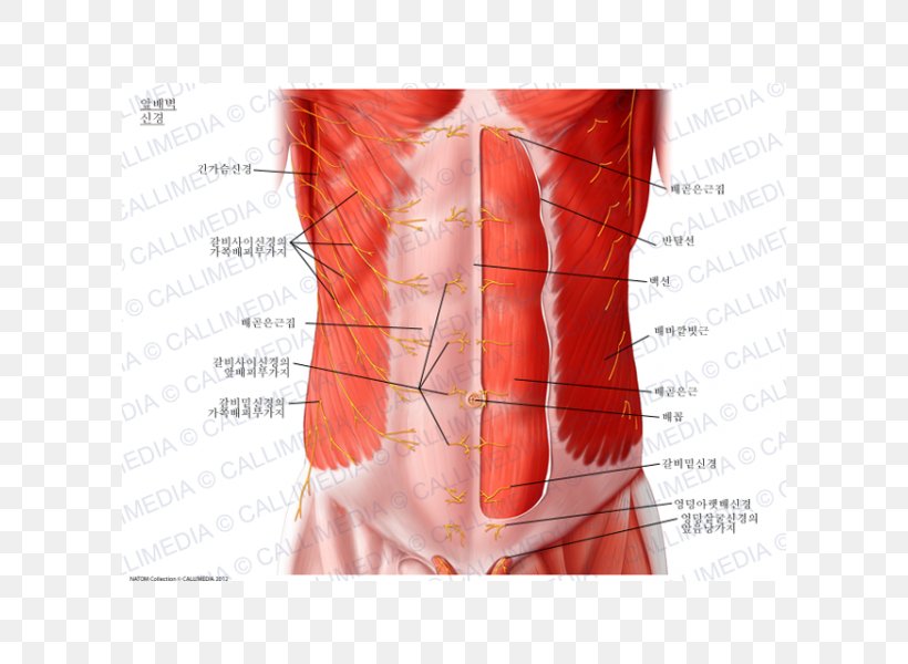 Abdominal Wall Abdominal External Oblique Muscle Subcostal Nerve Abdomen Abdominal Internal Oblique Muscle, PNG, 600x600px, Watercolor, Cartoon, Flower, Frame, Heart Download Free