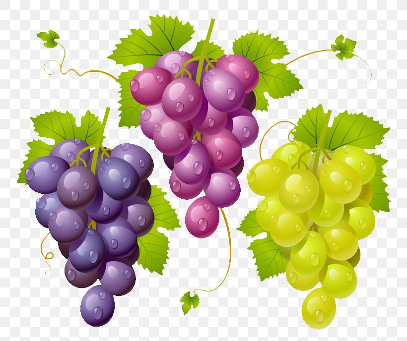 Common Grape Vine Wine Vector Graphics, PNG, 800x688px, Common Grape Vine, Amazon Grape, Drawing, Flowering Plant, Food Download Free