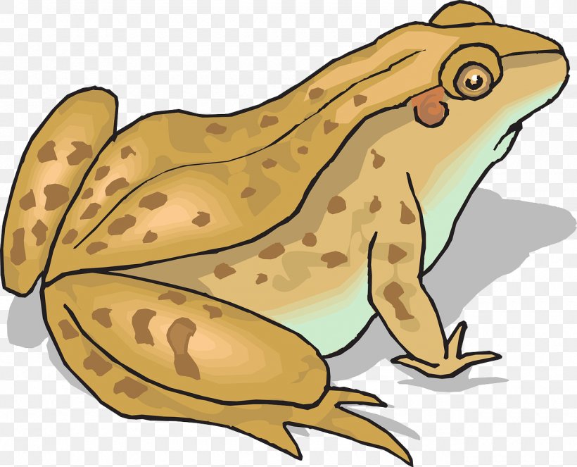 Frog And Toad Clip Art, PNG, 1280x1036px, Frog, Amphibian, Cane Toad, Fauna, Fish Download Free