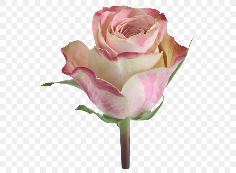 Garden Roses Cabbage Rose Floribunda Cut Flowers Floristry, PNG, 558x600px, Garden Roses, Bud, Cabbage Rose, Cut Flowers, Floribunda Download Free