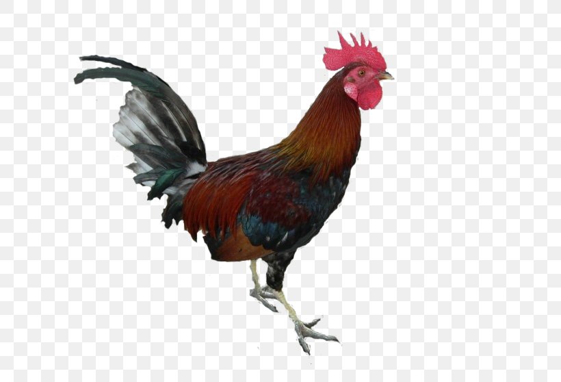 Rooster Chicken, PNG, 725x558px, Chicken, Autocad Dxf, Beak, Bird, Coreldraw Download Free