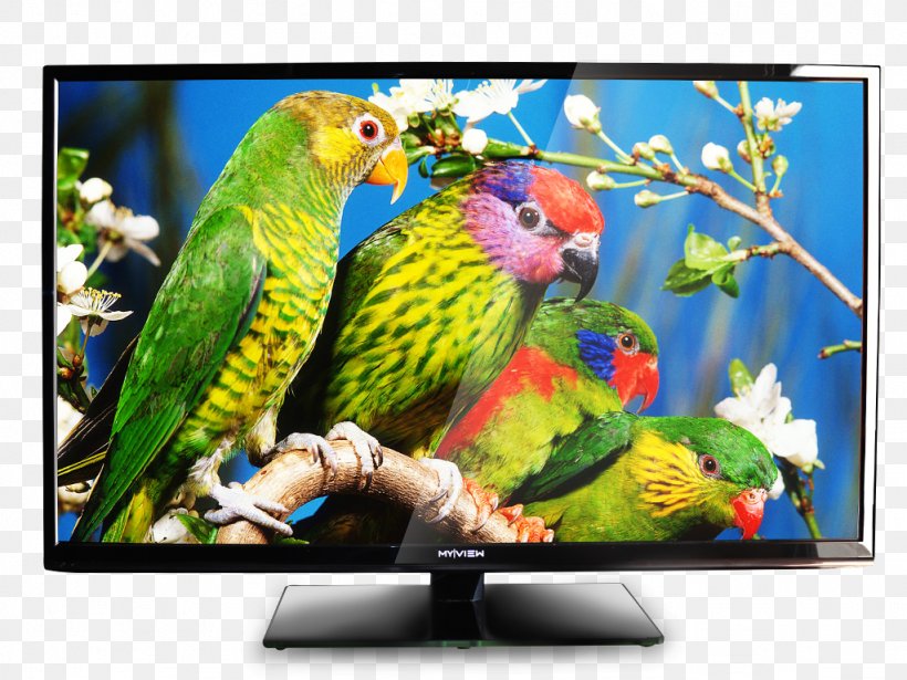 Bird Parrot Owl Wild Animals Jigsaw Television, PNG, 1024x768px, Bird, Advertising, Animal, Beak, Bird Vocalization Download Free