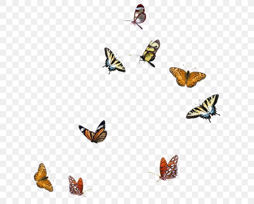 Butterfly Clip Art, PNG, 634x660px, 3d Computer Graphics, Butterfly, Adobe Photoshop Elements, Arthropod, Autodesk Sketchbook Pro Download Free