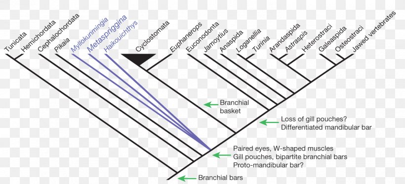 Cladogram Cladistics Basal Haikouichthys Metaspriggina, PNG, 1454x664px, Watercolor, Cartoon, Flower, Frame, Heart Download Free