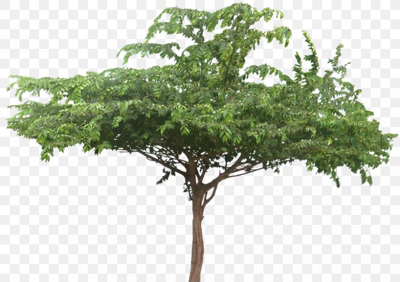 Muntingia Calabura Tree Arecaceae Plant, PNG, 838x590px, 3d Warehouse, Muntingia Calabura, Arecaceae, Branch, Catharanthus Roseus Download Free