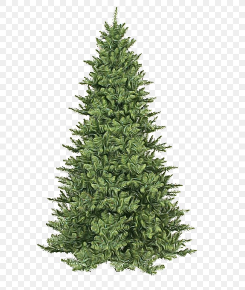 Christmas Tree, PNG, 603x970px, Watercolor, Balsam Fir, Canadian Fir, Christmas Tree, Colorado Spruce Download Free