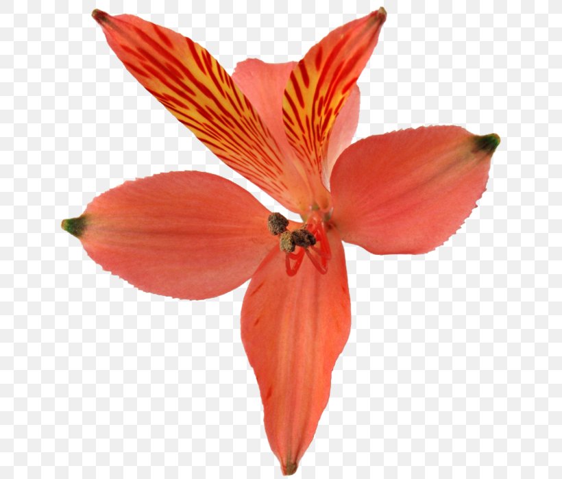 Zhiguli Mountains Orchids Lily Of The Incas Cut Flowers, PNG, 649x699px, Orchids, Alstroemeriaceae, Amaryllis, Amaryllis Belladonna, Cut Flowers Download Free