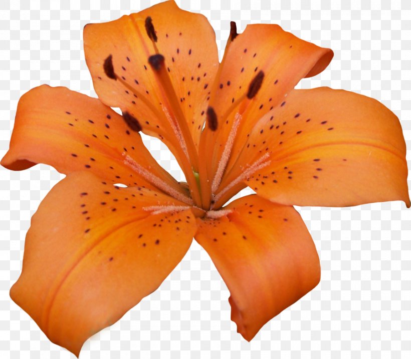 Clip Art, PNG, 900x788px, Image File Formats, Benzersiz, Flower, Flowering Plant, Lilium Bulbiferum Download Free