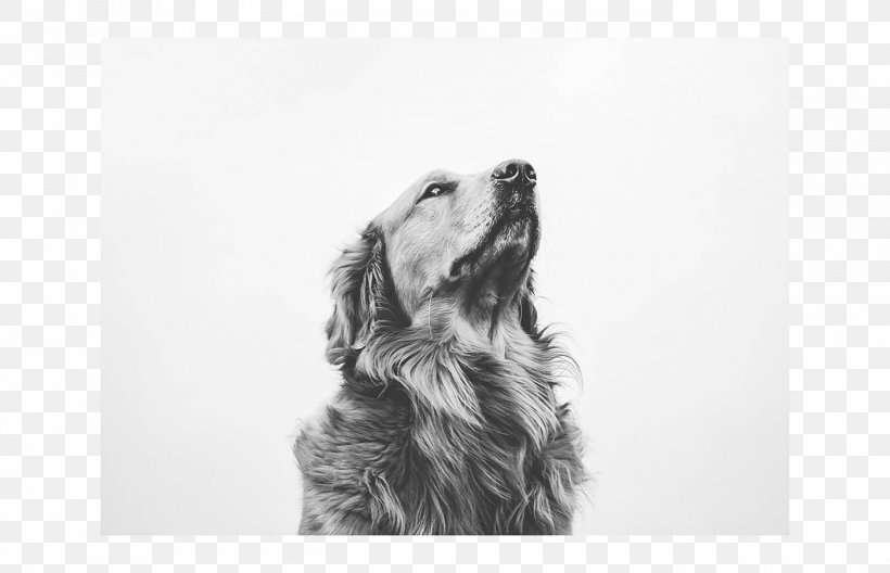 Golden Retriever Puppy Dog Breed Spaniel Sketch, PNG, 1400x903px, Golden Retriever, Animal, Artwork, Black And White, Carnivoran Download Free