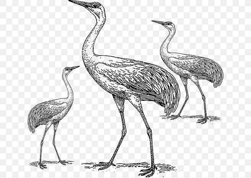 Whooping Crane Bird Heron Drawing, PNG, 640x581px, Crane, Adaptation, Art, Beak, Bird Download Free