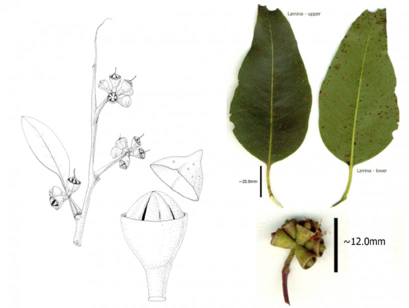 Eucalyptus Grandis Myrtaceae Insect Plant Bushfires In Australia, PNG, 1220x918px, Eucalyptus Grandis, Branch, Bushfires In Australia, Butterflies And Moths, Eucalyptus Longissima Download Free