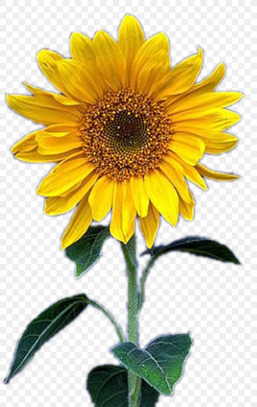 Common Sunflower Yellow, PNG, 1055x1667px, Common Sunflower, Annual Plant, Asterales, Daisy Family, Data Compression Download Free