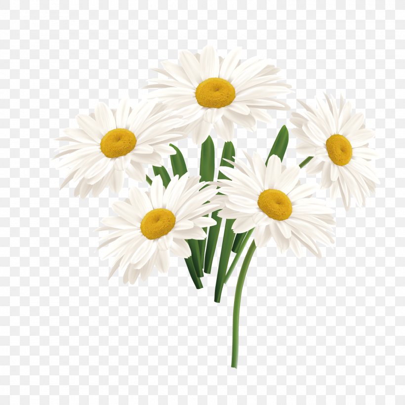 Flower Common Daisy, PNG, 1500x1500px, Flower, Chamaemelum Nobile, Chamomile, Chrysanthemum, Chrysanths Download Free