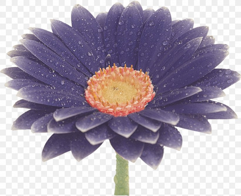 Flower Transvaal Daisy Blue Clip Art, PNG, 1200x974px, Flower, Aster, Blue, Chrysanthemum, Chrysanths Download Free