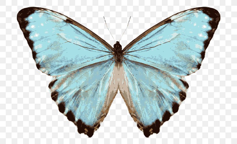 Glasswing Butterfly Menelaus Blue Morpho Species Junonia Orithya, PNG, 750x500px, Butterfly, Arthropod, Blue Morpho, Brush Footed Butterfly, Brushfooted Butterflies Download Free
