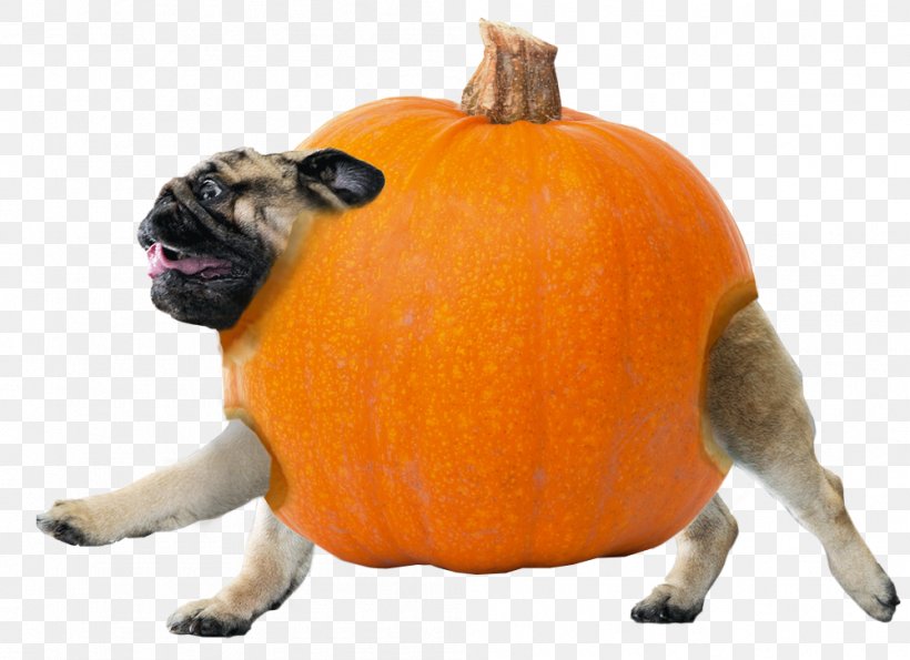 Pug Puppy Snout Sticker Pet, PNG, 1001x727px, Pug, Calabaza, Canidae, Carnivoran, Companion Dog Download Free
