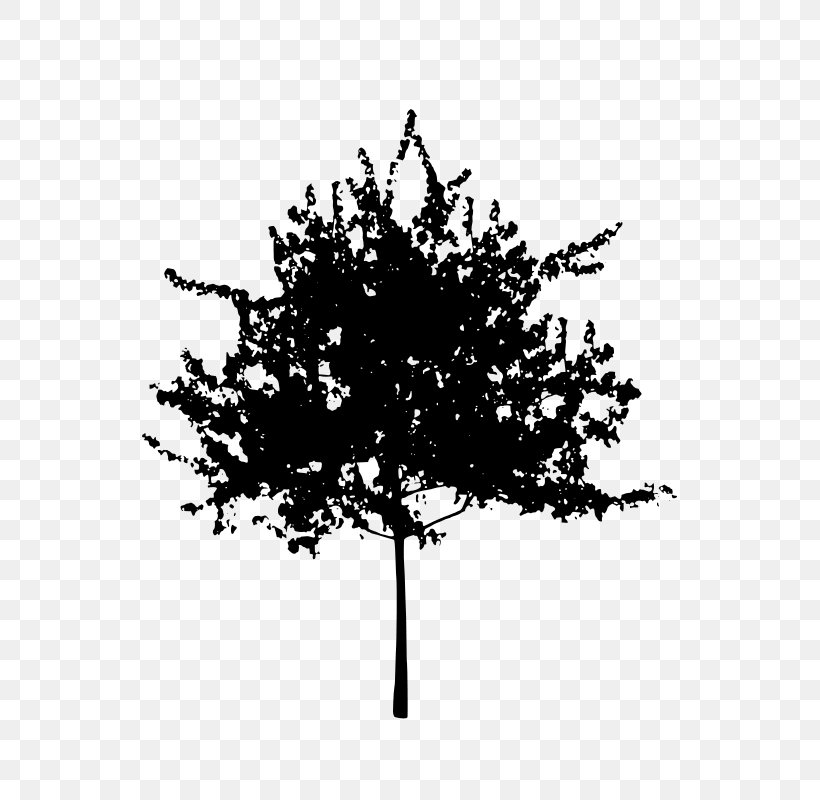 Silhouette Clip Art, PNG, 568x800px, Silhouette, Black And White, Branch, Flowering Plant, Leaf Download Free