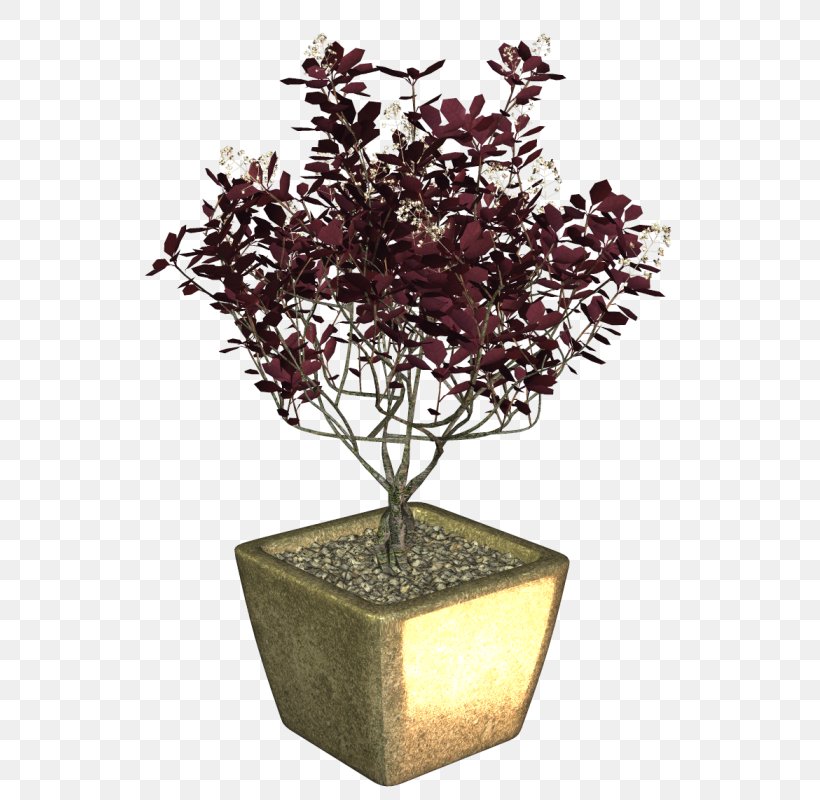 Bonsai Flowerpot Branching, PNG, 559x800px, Bonsai, Branch, Branching, Flowerpot, Houseplant Download Free