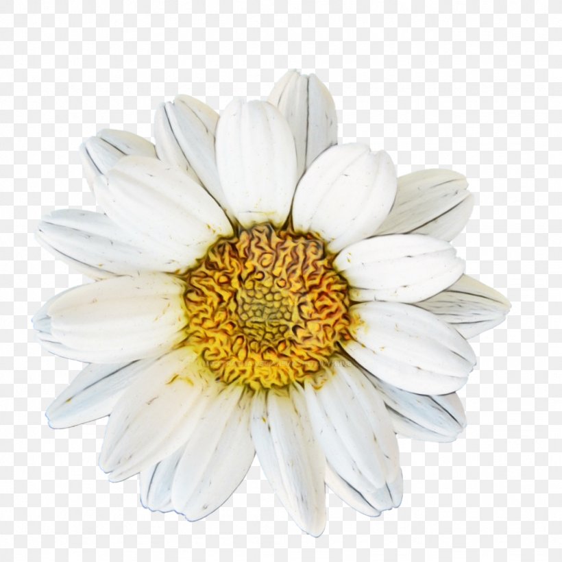 Chamomile Homo Utopicus Oxeye Daisy Blume Bild, PNG, 1024x1024px, Chamomile, Artificial Flower, Aster, Asterales, Barberton Daisy Download Free