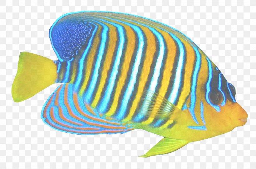 Fish Pomacanthidae Fish Turquoise Butterflyfish, PNG, 1450x957px, Fish, Animal Figure, Bonyfish, Butterflyfish, Coral Reef Fish Download Free