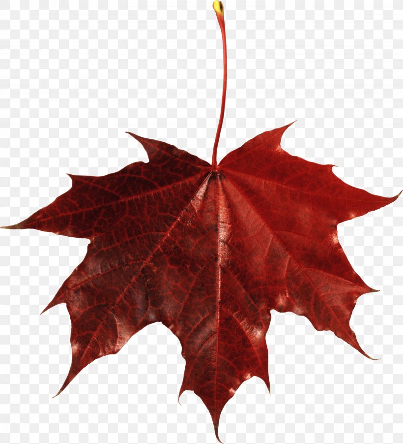 Japanese Maple Autumn Leaf Color Maple Leaf, PNG, 3192x3512px, Leaf, Autumn, Autumn Leaf Color, Maple Leaf, Plant Download Free