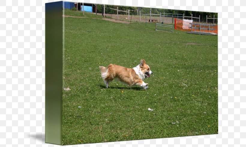 Pembroke Welsh Corgi Obedience Trial Dog Breed Obedience Training, PNG, 650x489px, Pembroke Welsh Corgi, Animal Sports, Breed, Dog, Dog Agility Download Free