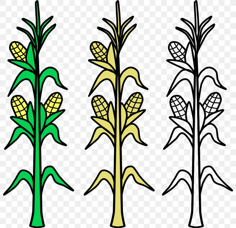 Flower Line Art, PNG, 800x794px, Field Corn, Agriculture, Candy Corn, Corn, Corn Kernel Download Free