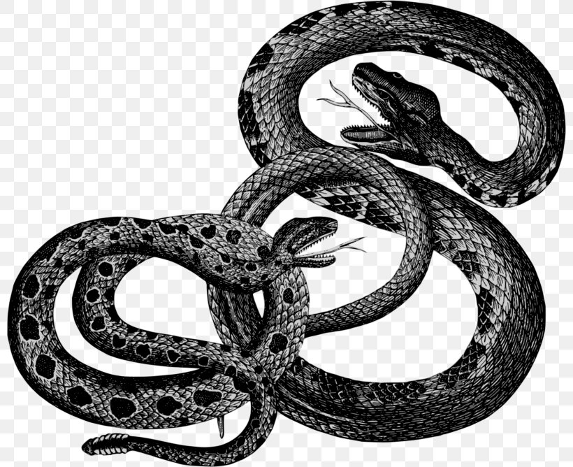 Snake Reptile Clip Art, PNG, 800x668px, Snake, Black And White, Black Rat Snake, Boa Constrictor, Boas Download Free