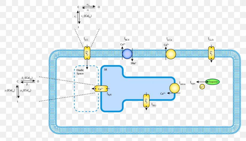 Calcium-induced Calcium Release Cardiac Muscle Cell L-type Calcium Channel, PNG, 882x507px, Calciuminduced Calcium Release, Action Potential, Area, Calcium, Calcium Sparks Download Free