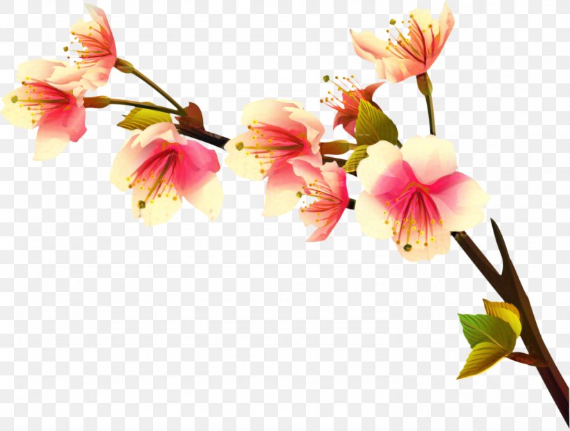 Cherry Blossom Cartoon, PNG, 1485x1123px, Lily Of The Incas, Amaryllis, Artificial Flower, Blossom, Branch Download Free