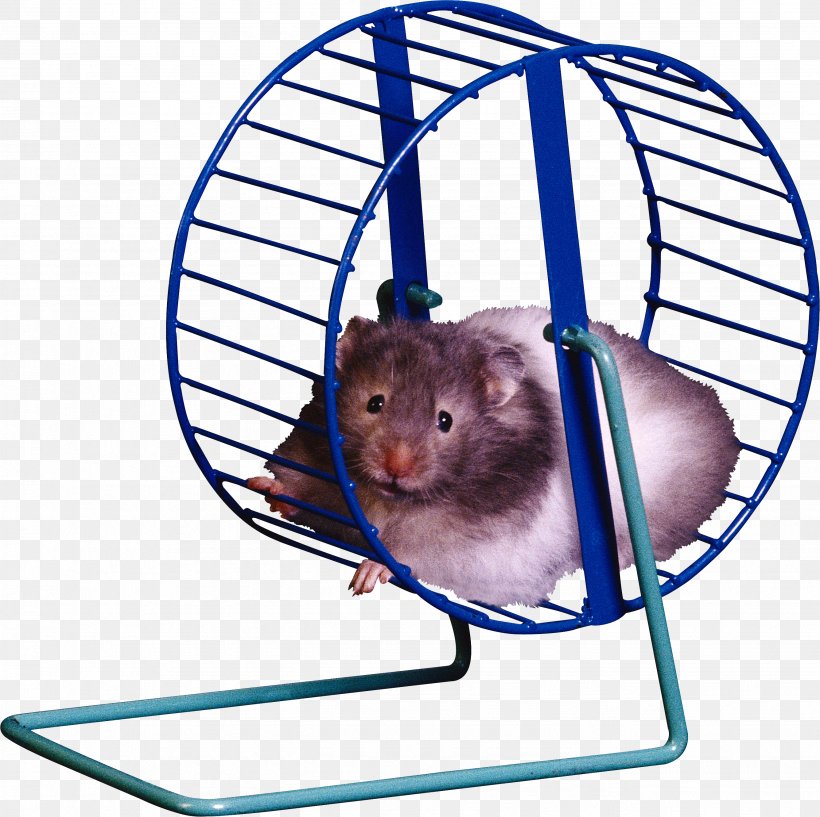 Hamster Wheel Hamster Cage Clip Art, PNG, 2671x2664px, Hamster, Animal Figure, Animation, Cage, Cartoon Download Free
