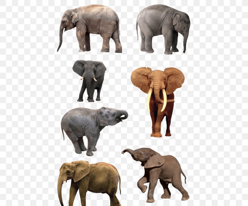 The Elephants Image Drawing, PNG, 480x680px, Elephant, African Elephant, Animal Figure, Art, Drawing Download Free
