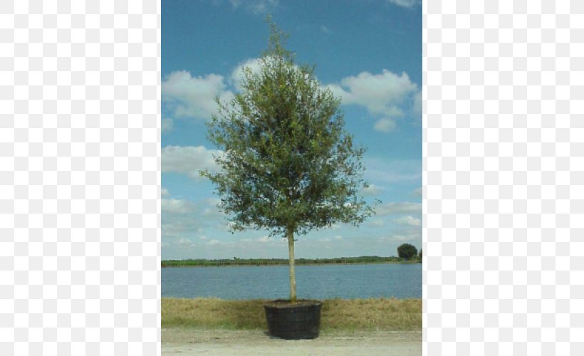 Southern Live Oak Gallon Evergreen Tree, PNG, 500x500px, Southern Live Oak, Evergreen, Gallon, Grass, Groveland Download Free