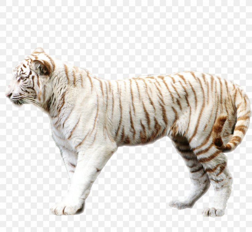 Bengal Tiger Sumatran Tiger Felidae White Tiger Wallpaper, PNG, 1300x1200px, Bengal Tiger, Animal, Big Cats, Carnivoran, Cat Like Mammal Download Free