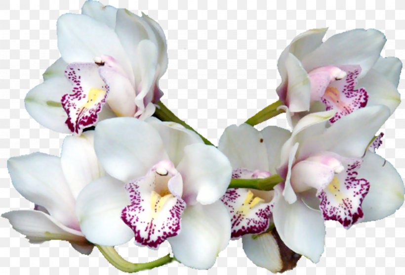 Flower, PNG, 1280x869px, Flower, Animation, Blog, Blossom, Cattleya Download Free