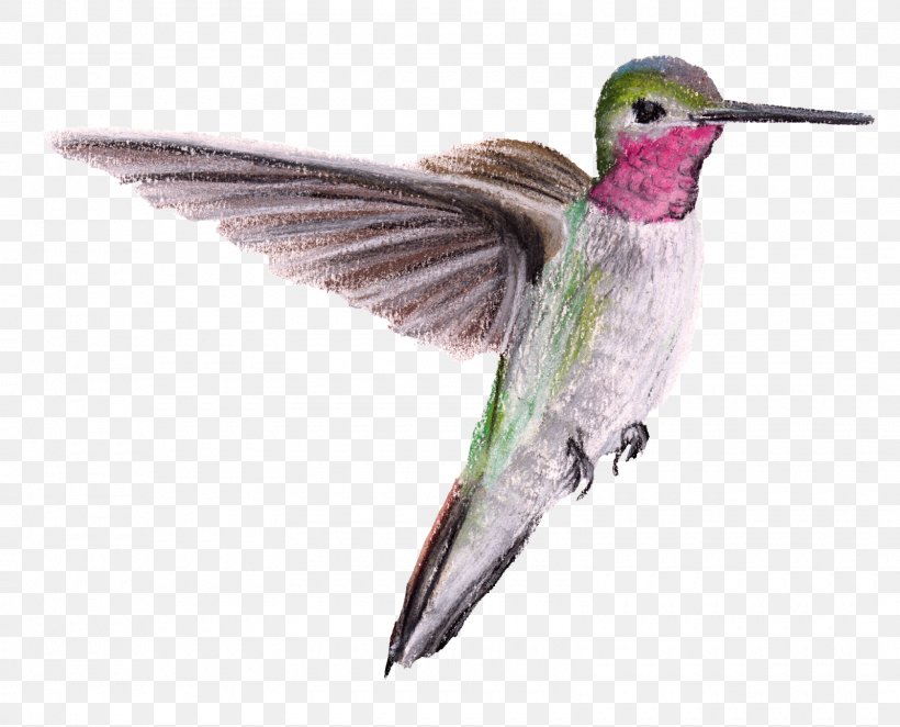 Hummingbird Beak Wing Feather, PNG, 1600x1293px, Bird, Beak, Fauna, Feather, Hummingbird Download Free